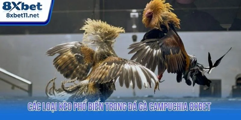 Tổng hợp các kèo cược phổ biến tại 8XBET