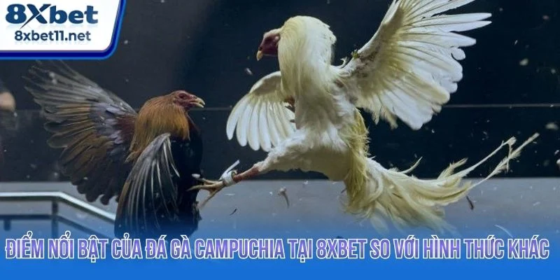 Đá gà Campuchia ngày càng được người chơi ưa chuộng
