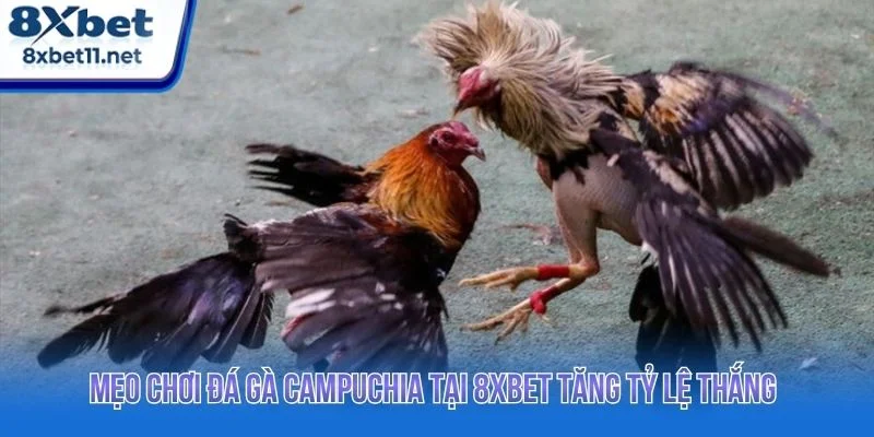 Người chơi cần kết hợp quan sát, phân tích và quản lý vốn hợp lý