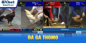 Đá gà Thomo