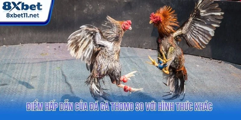 Đá gà Thomo 8XBET là hình thức giải trí sở hữu nhiều điểm nổi bật 