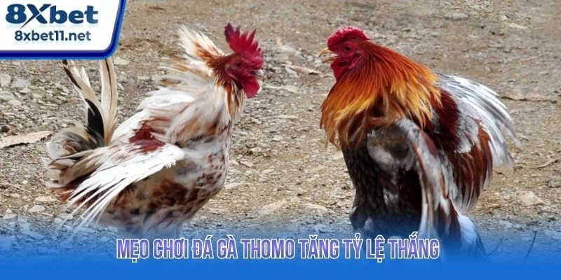 Tham khảo các mẹo chơi hiệu quả