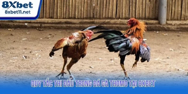 Hệ thống 8XBET xây dựng quy trình thi đấu theo tiêu chuẩn rõ ràng